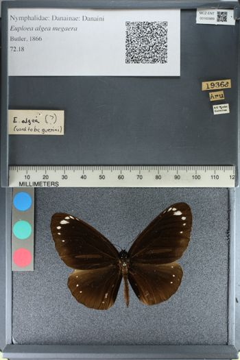 Media type: image;   Entomology 160989
